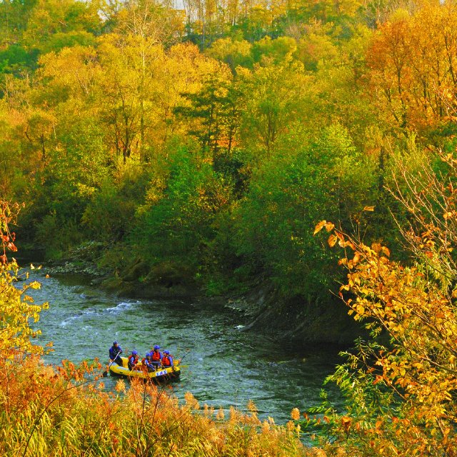 autumn-foliage-sale-2018
